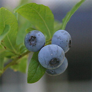 ʎ̕c/u[x[inCubVnjFGUxX5|bg