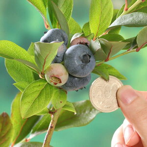 ʎ̕c/u[x[inCubVnjF`h[3.5`4|bg