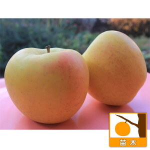 ʎ̕c/SFܖi߂j5|bg