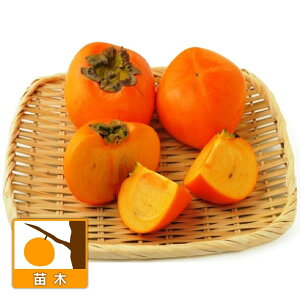 ʎ̕c/JLi`jFЂ߁iPj4`5|bg