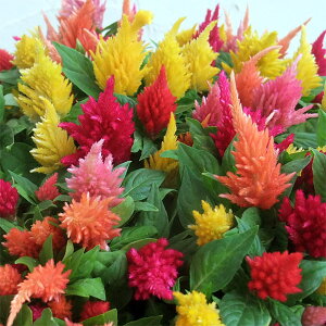 Ԃ̕c/PCgEFl̐X̉y@~bNXA3.5|bg