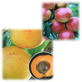 果樹の苗/ウメ（梅）2種受粉樹セット：露茜（つゆあかね）とアンズ：ニコニコット4～5号ポット
