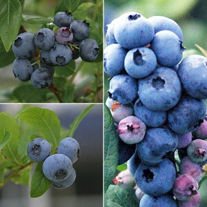 ʎ̕c/u[x[FnCubVn35󕲎Zbgif[NEXp^EGUxXj