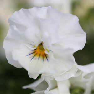 Ԃ̕c/MSKK[fփtWrIFA[k[{[zCg3|bg