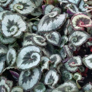 Ԃ̕c/܂xSjAFGXJS3.5|bg