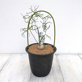 観葉植物/蒼角殿(ソウカクデン)　3号鉢