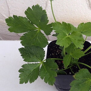 ؂̕c/݂΁iOtj3-3.5|bg