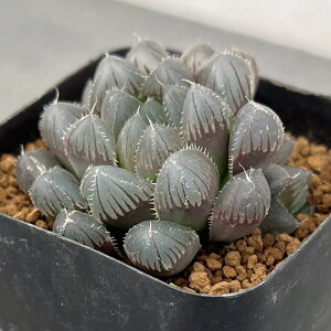 ϗtA/nI`AFbhYIuc[T2.5XNGA