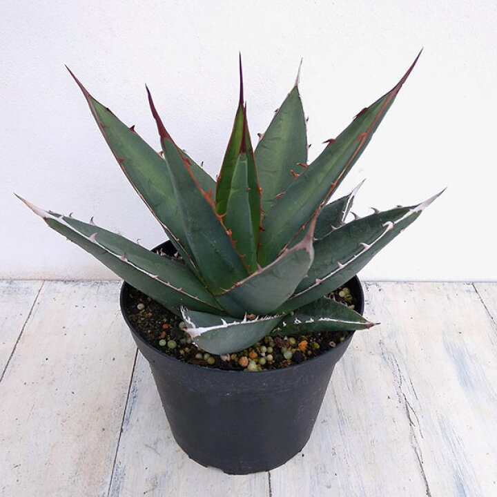 楽天市場 観葉植物 アガベ プルプソラム 厚葉 5号鉢植え 園芸ネット プラス 楽天市場 観葉植物 アガベ プルプソラム 厚葉 5号鉢植え 園芸ネット プラス