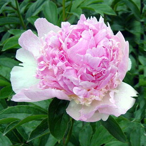 Ԃ̕c/VNNi䉖jFYx[T_[4|bg*