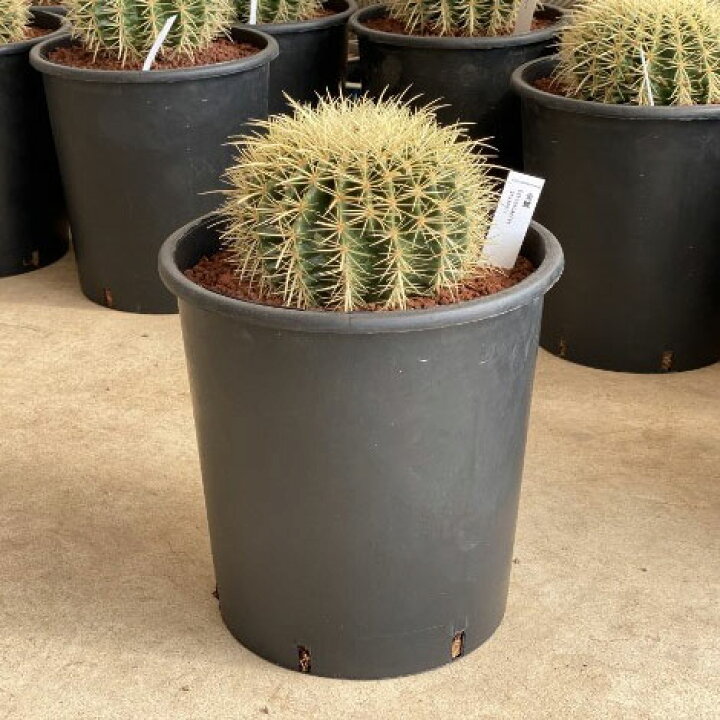 楽天市場】観葉植物/サボテンの王様：金シャチ（キンシャチ・金鯱）8号 