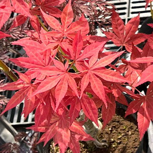 Ԗ ؂̕c/~WiJGfjF[iEOj4|bg