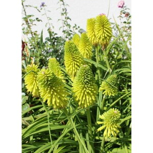 Ԃ̕c/i킯jNjtHtBAigg}jFCCg4.5|bg