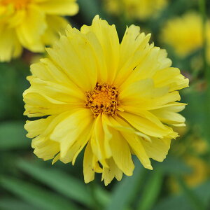 Ԃ̕c/RIvVXF[fBOfB V[[Y3.5|bg