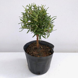 n[u̕c/[Y}[FX^hd3.5|bg*