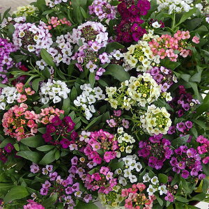 Ԃ̕c/AbTFpXeJ[ ~bNXA2.5-3|bg