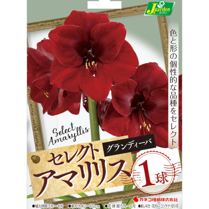 楽天市場 球根 アマリリス グランディーバ1球入り 園芸ネット プラス