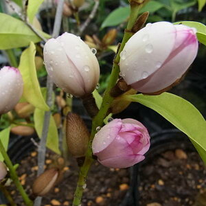 Ԗ ؂̕c/~PAF~bNXhAbv~X6|bg[FQsNттF̂ J^lIK^}]