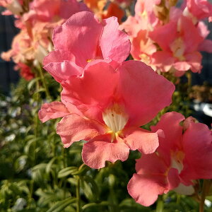 Ԃ̕c/LM\EijFeBJ[x։ԁiIWENo4j3|bg