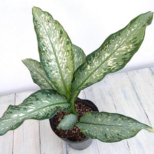 ϗtA/fBtFoLAFeBLiTikij 5