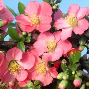 Ԗ ؂̕c/{Pi؉ZjFiE^Qj3|bg