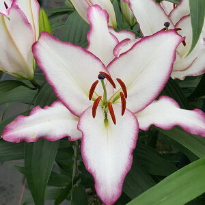 ����/�����F�I���G���^�������[�@�W �G�b�W�̋���1�� 2�Z�b�g