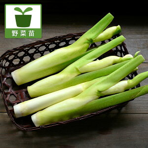 ؂̕c/}R^P3.5|bg* 2Zbg