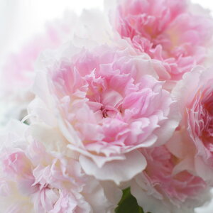 o̕c/[]i킯jlG璆փoFAW[Vc4A