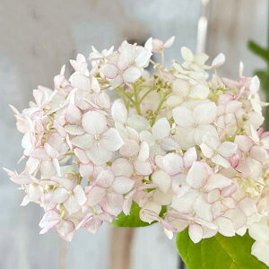 Ԗ ؂̕c/AWTCiAJjFE}jtB[N3-3.5|bg