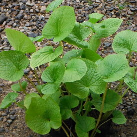 野菜の苗/[送料無料]畑ワサビ2.5号ポット 12株セット