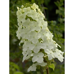 Ԗ ؂̕c/JVoAWTCFhN^[_[4|bg