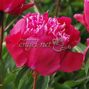 Ԃ̕c/VNNi䉖jFbhXpC_[@6|bg