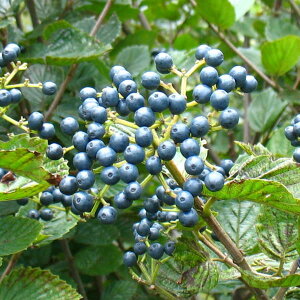 Ԗ ؂̕c/ro[iFGhX^[3-4|bg