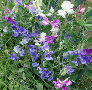 Ԃ̕c/XC[gs[FԐF~bNX3|bg 4Zbg