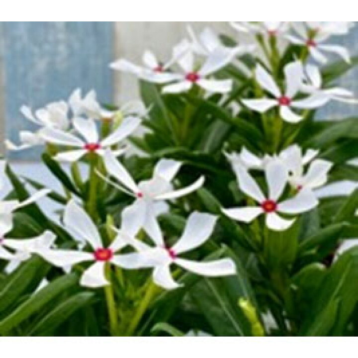 楽天市場 草花の苗 ニチニチソウ かざぐるま白赤目3 5号ポット 園芸ネット プラス