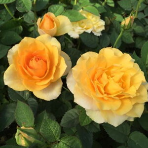 o̕c/~joF}_iER_[i3.5|bg