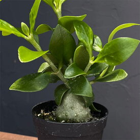観葉植物/ヒドノフィツム：パプアナム　2.5号ポット