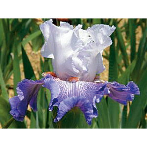 Ԃ̕c/W[}ACXF[KAtFA3.5|bg