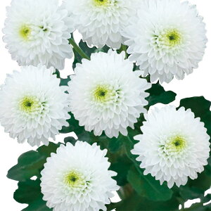 Ԃ̕c/oGb^}iԕtecjFWlbg3.5|bg