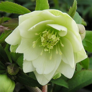 NX}X[YF*v`h[ij4.5|bg