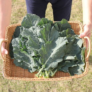 ؂̕c/P[F΂񂴂P[(R)3|bg 6Zbg