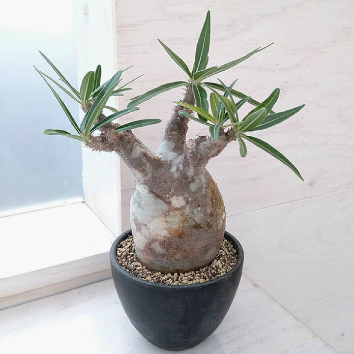 楽天市場】観葉植物/パキポディウム：グラキリス（発根済み・現地球  