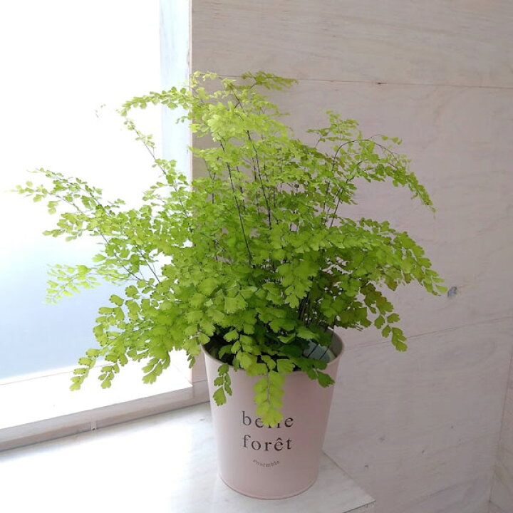 楽天市場 観葉植物 アジアンタム フラグランス5号鉢植え ロングペールブリキピンクベージュ鉢カバー入り 園芸ネット プラス