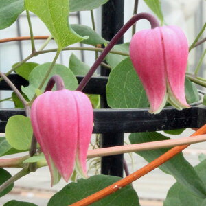 N}`X̕c/N}`XFeLZVXEsN4|bgiBIinj