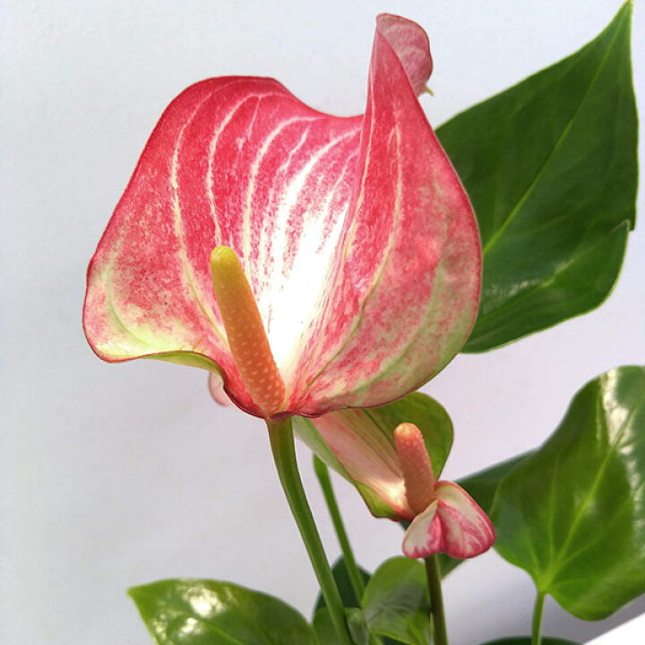楽天市場 観葉植物 アンスリウム リビウム4号鉢植え 園芸ネット プラス