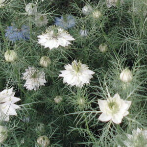 Ԃ̕c/jQi푐jFzCgn3|bg