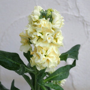 Ԃ̕c/XgbNFxCr[@CG[3.5|bg 2Zbg