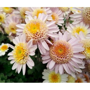 Ԃ̕c/t[Y}FCG[sN3|bg