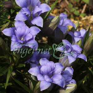 �R�쑐�̕c/�����h�E�F���d�炫�����h�E2.5-3���|�b�g*