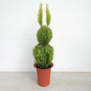 Ԗ ؂̕c/S[hNXgEEB} ̃gsA[6AE70cm